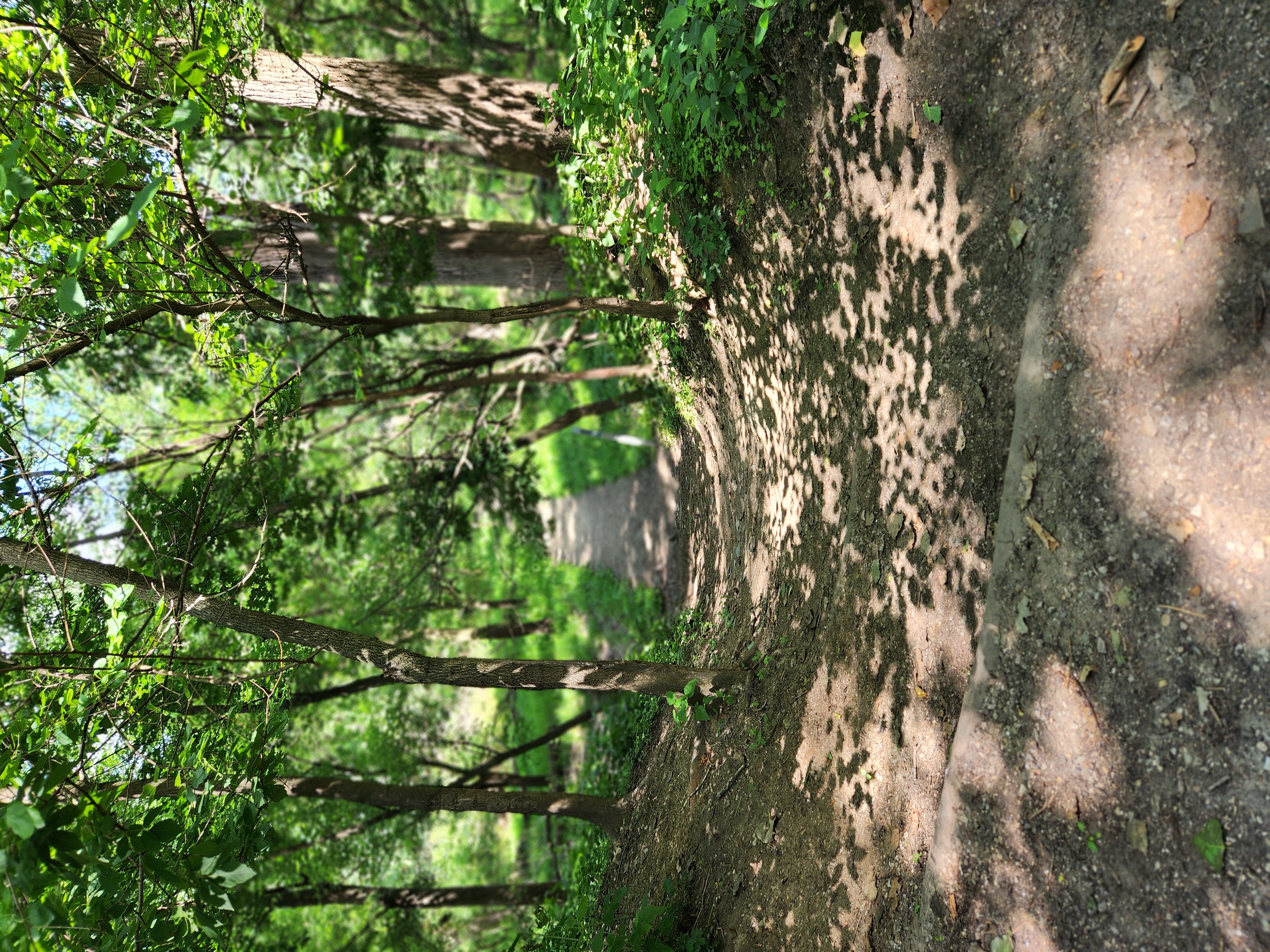 Trail%206-4